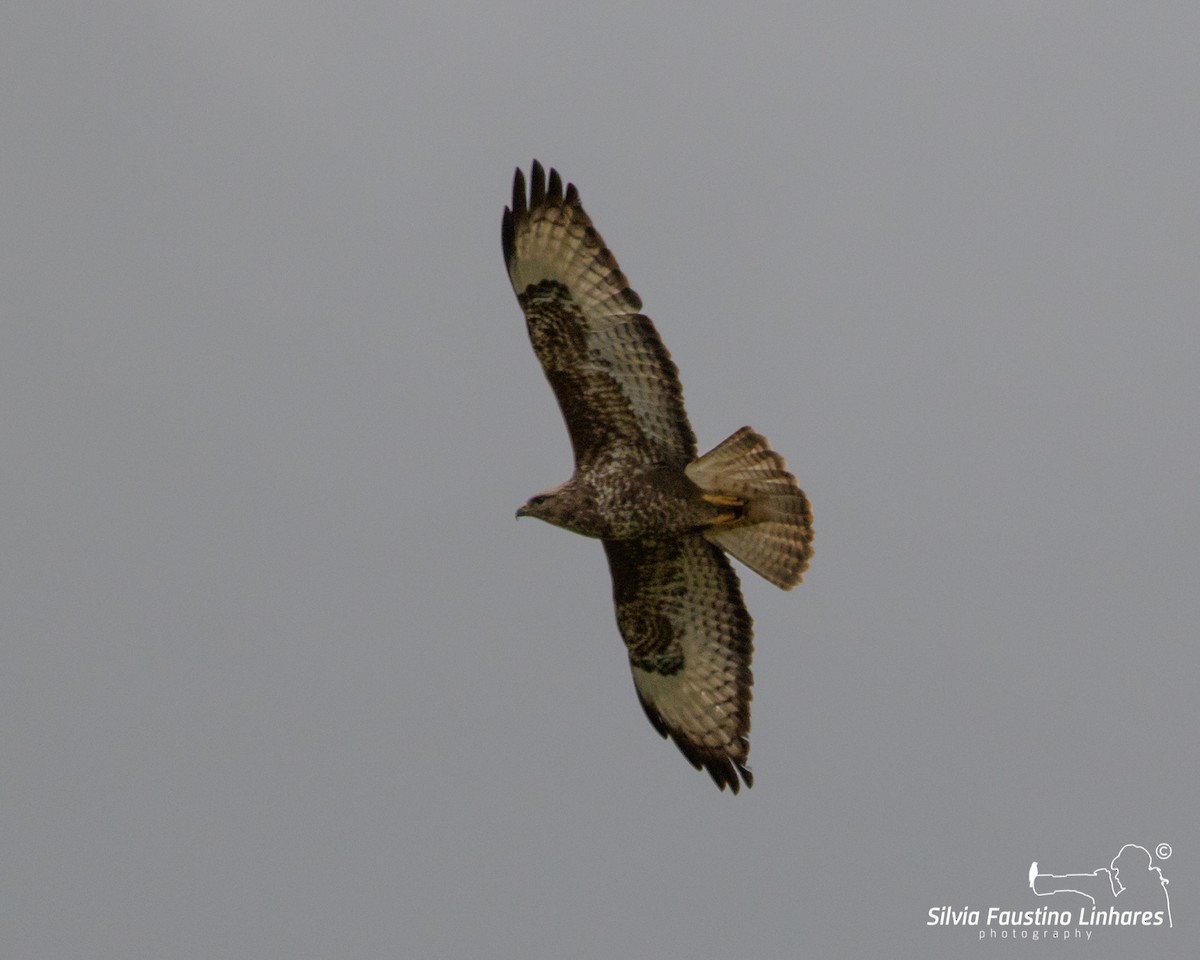 Common Buzzard (Steppe) - ML418202481