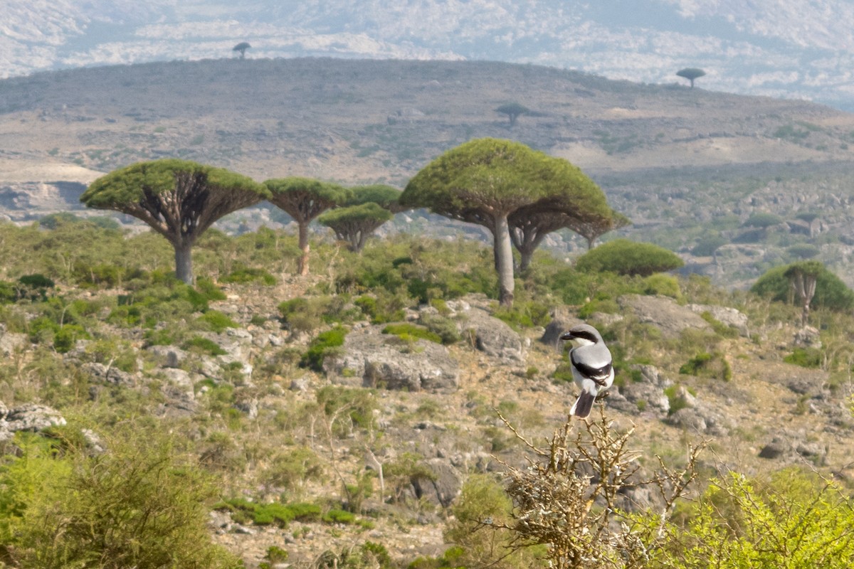 Great Gray Shrike (Socotra) - ML418204481