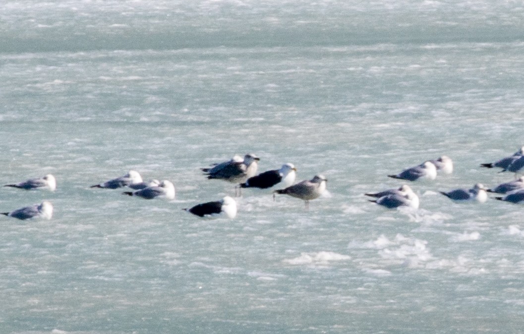 racek mořský - ML418205881