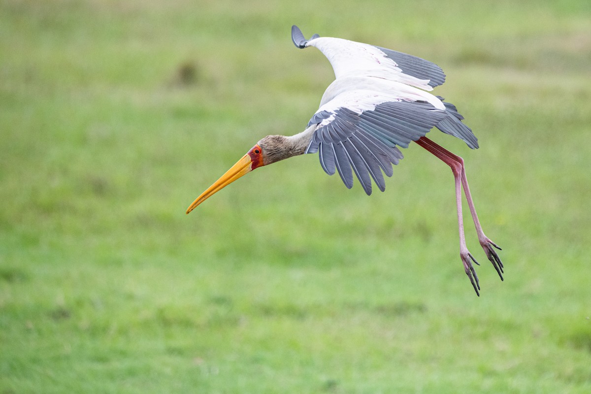 Yellow-billed Stork - Moishie Hersko