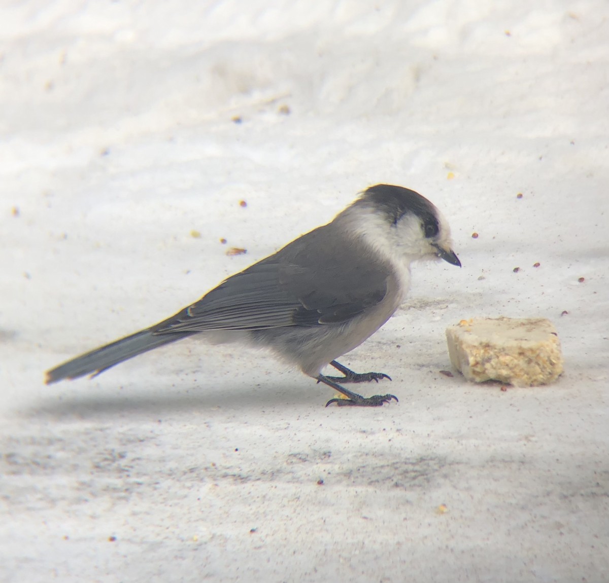 Canada Jay (Boreal) - ML418207311