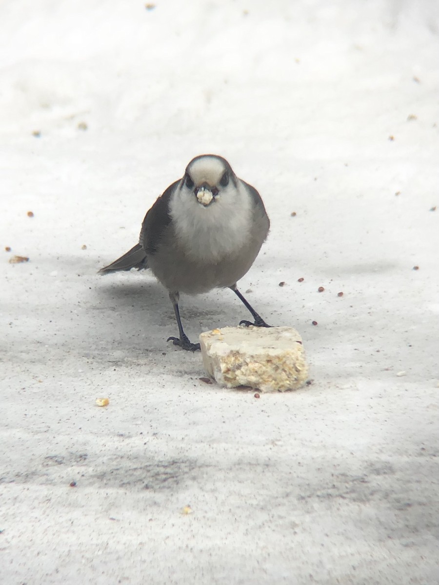 Canada Jay (Boreal) - ML418207351