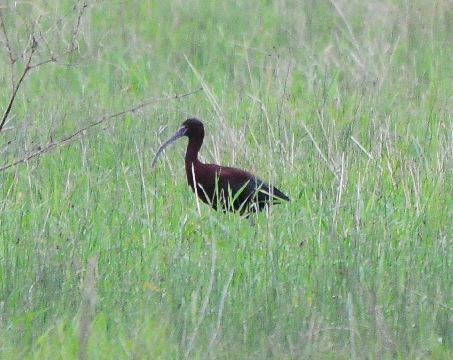 ibis hnědý - ML418207941