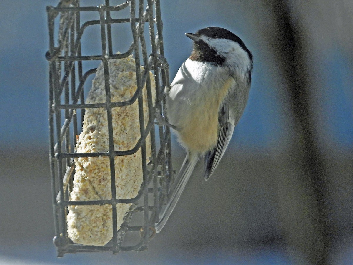 Black-capped Chickadee - Robert Kuhn