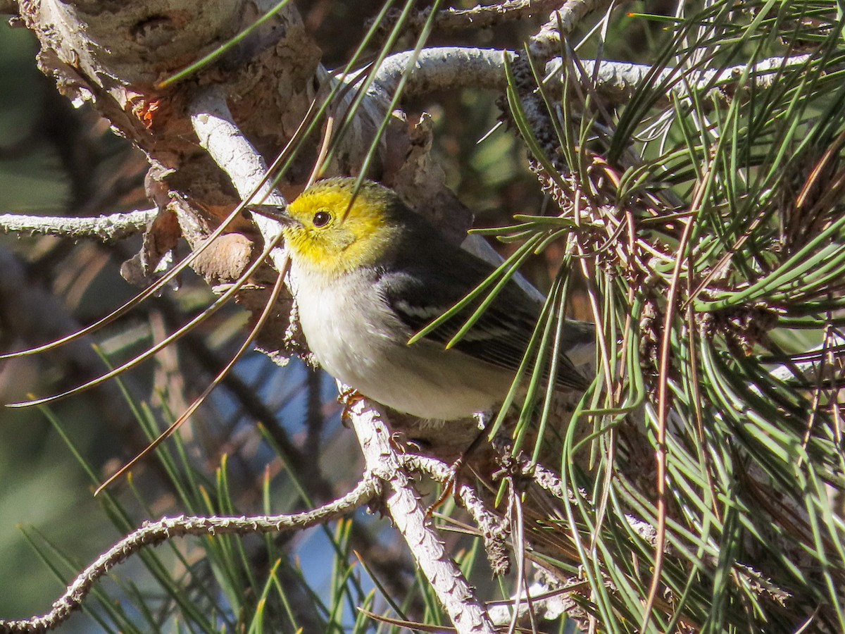 Paruline à tête jaune - ML418208681