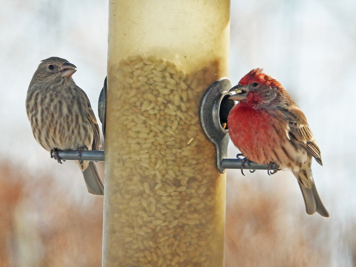 House Finch - Robert Kuhn