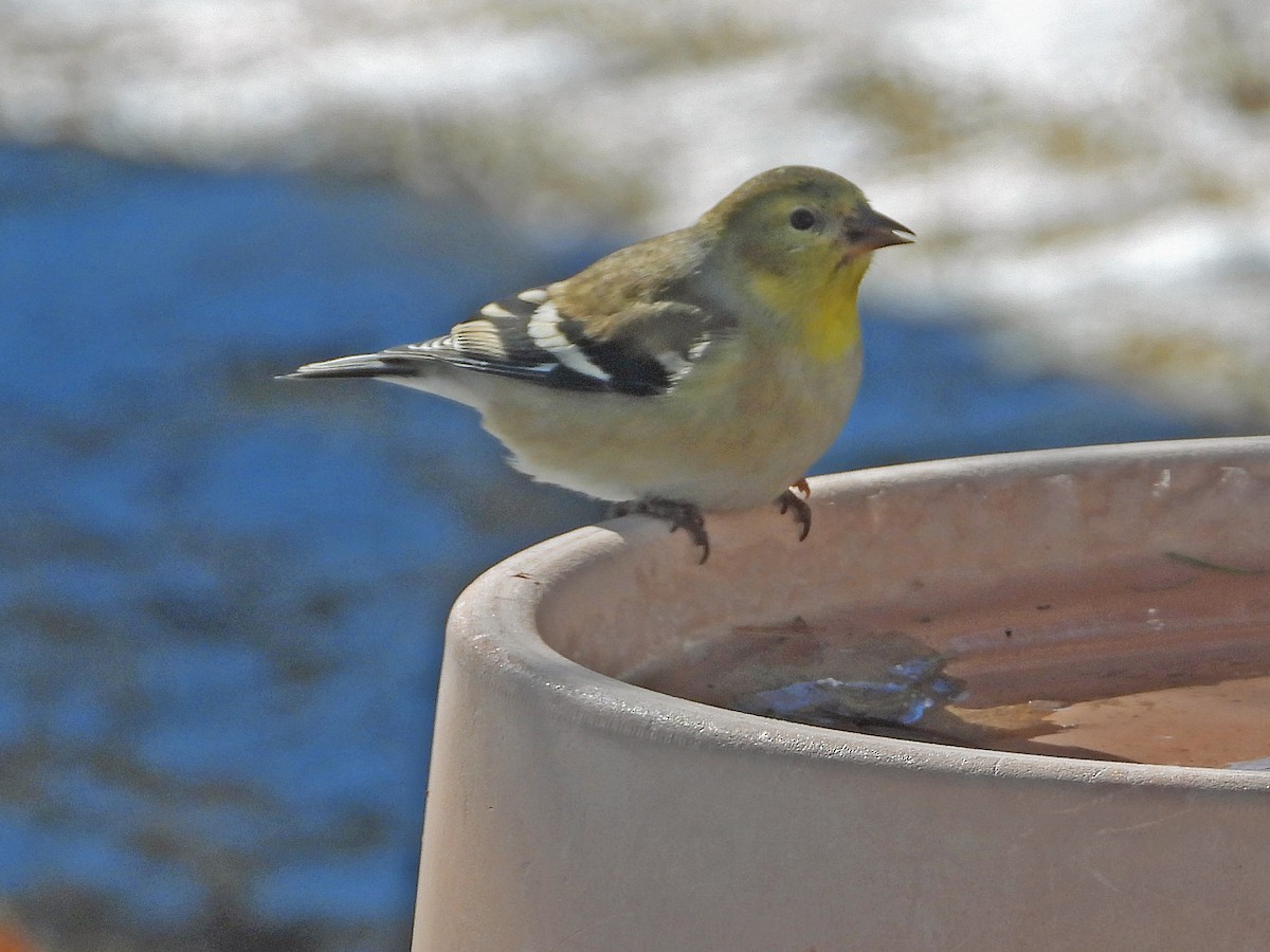 American Goldfinch - Robert Kuhn