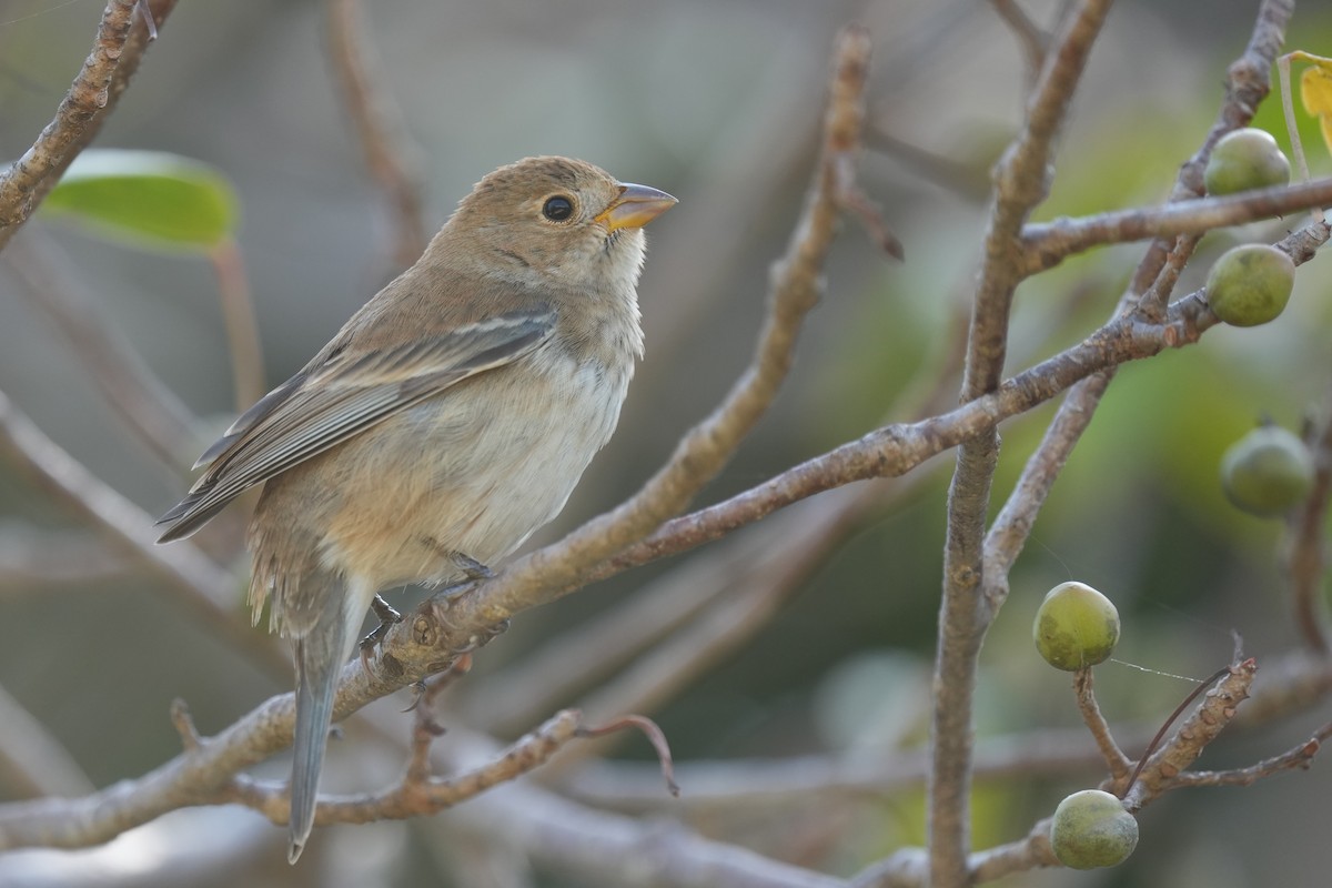 Indigo Bunting - ML418212171