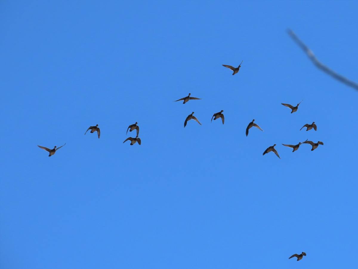 Ahate karolinarra - ML418212561