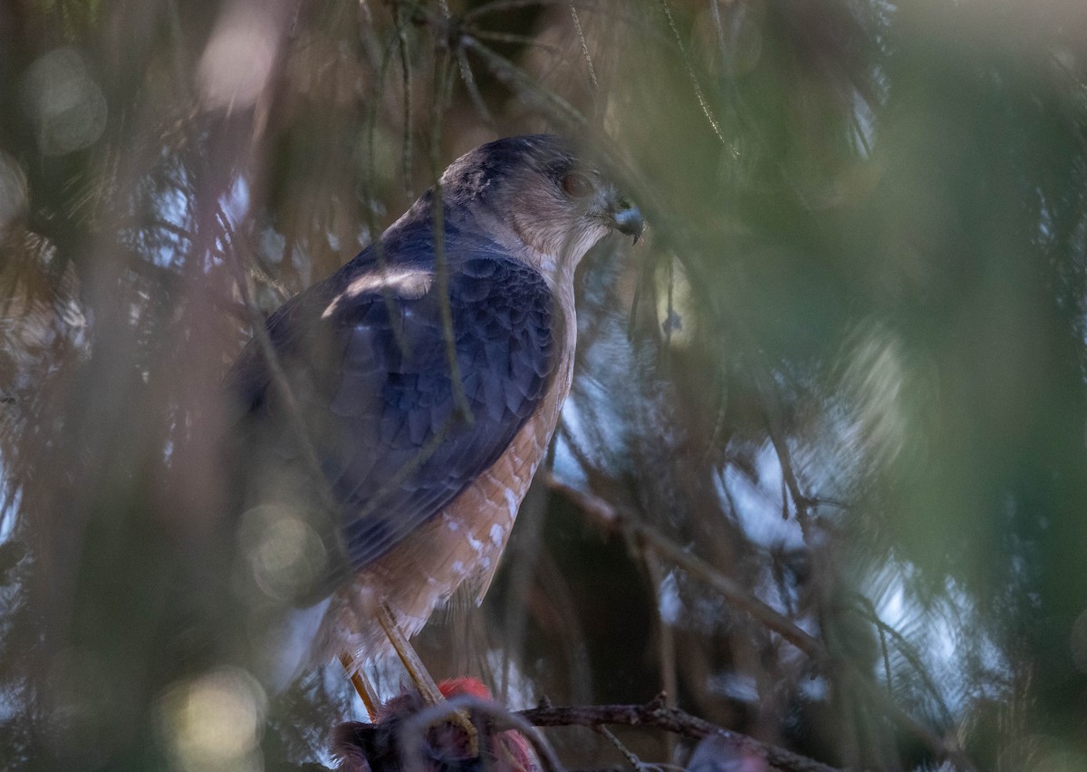 Sharp-shinned Hawk - ML418213421