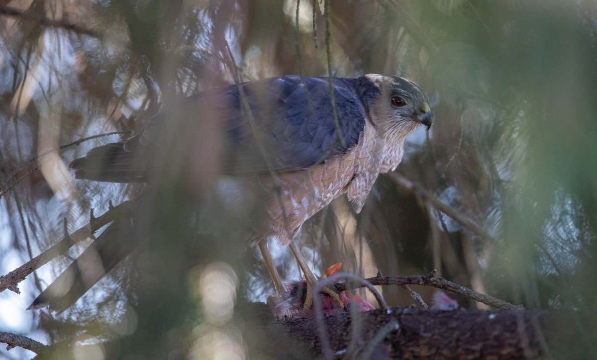 Sharp-shinned Hawk - ML418213431