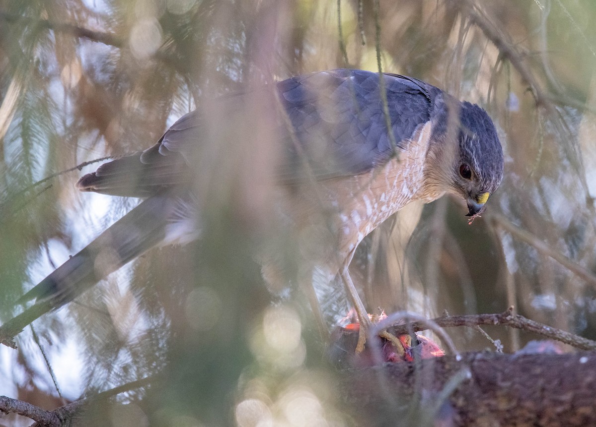 Sharp-shinned Hawk - ML418213481