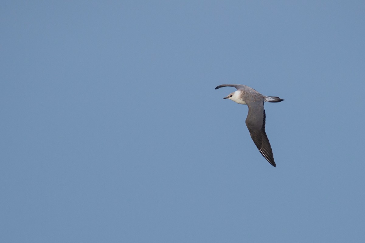 Long-tailed Jaeger - ML418215251