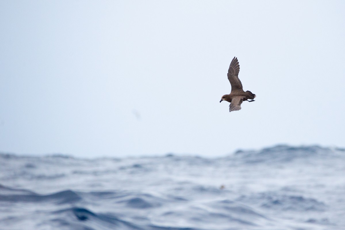 Gray-faced Petrel - ML418215411