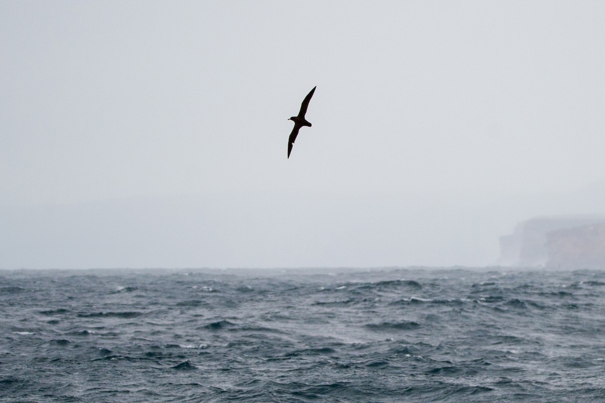 Flesh-footed Shearwater - ML418216151
