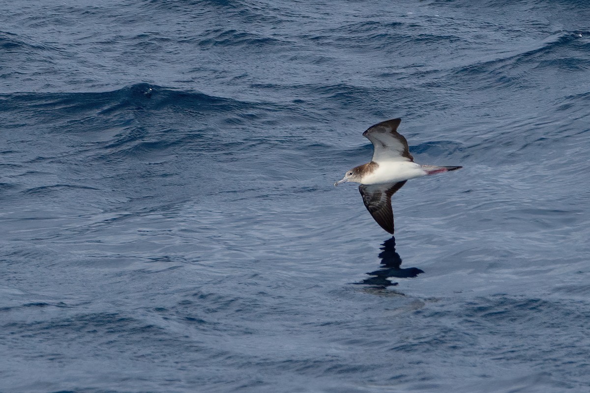 Streaked Shearwater - ML418216161