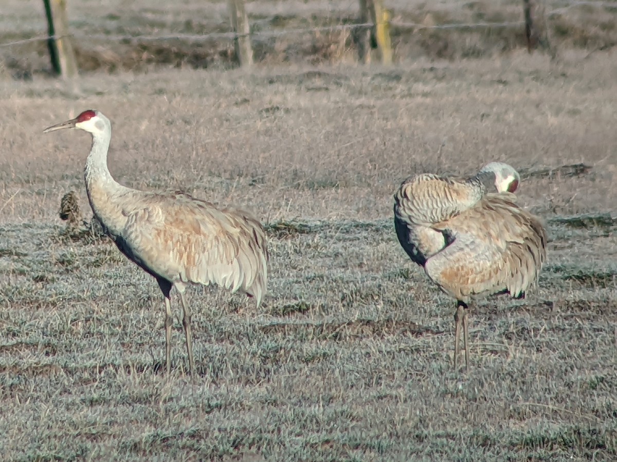 Sandhill Crane - ML418216551
