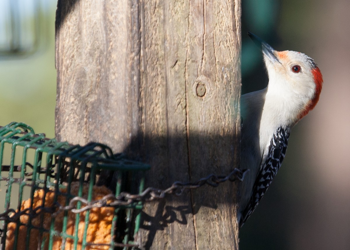 Red-bellied Woodpecker - ML418217521