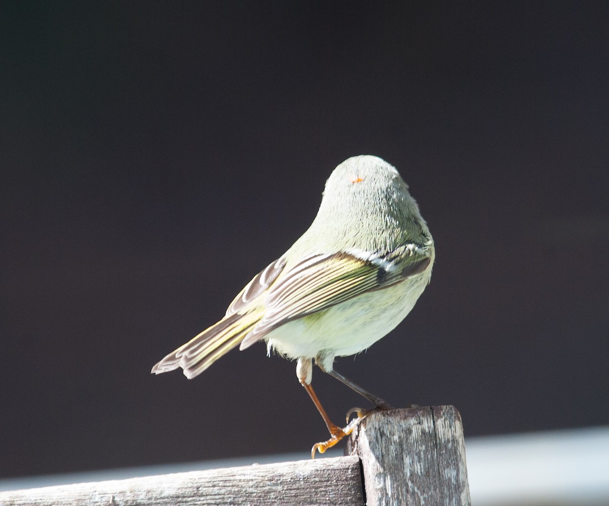 Ruby-crowned Kinglet - ML418218491