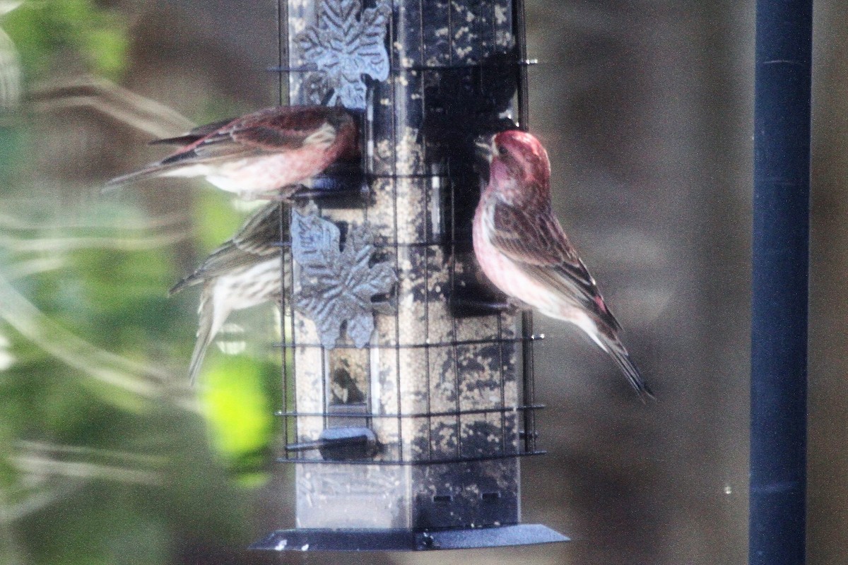 Purple Finch - Lila Gandy