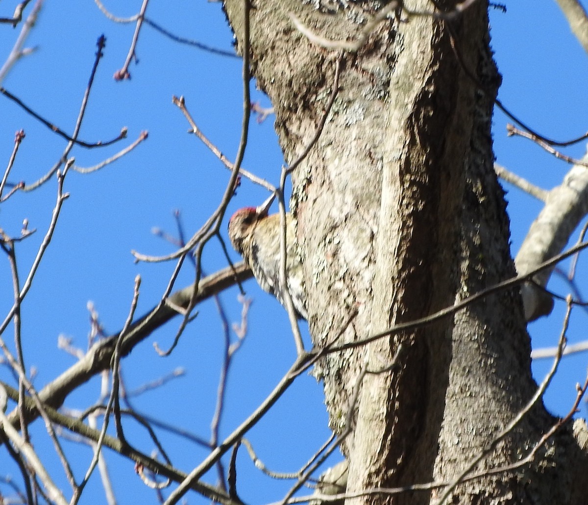 Yellow-bellied Sapsucker - ML418218691