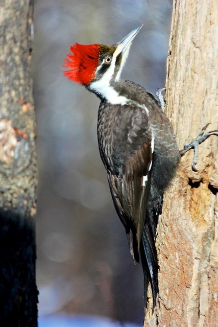 Pileated Woodpecker - ML418220841