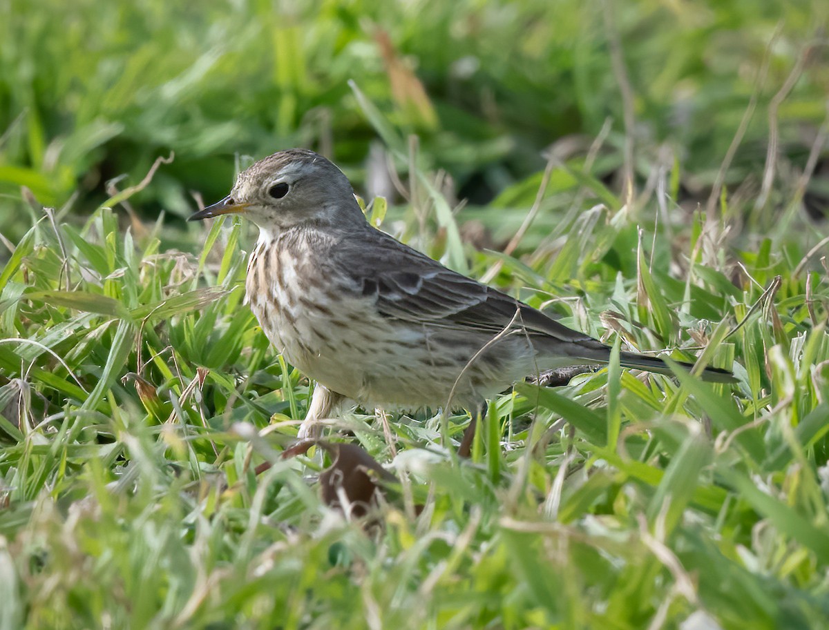 Pipit d'Amérique - ML418221241