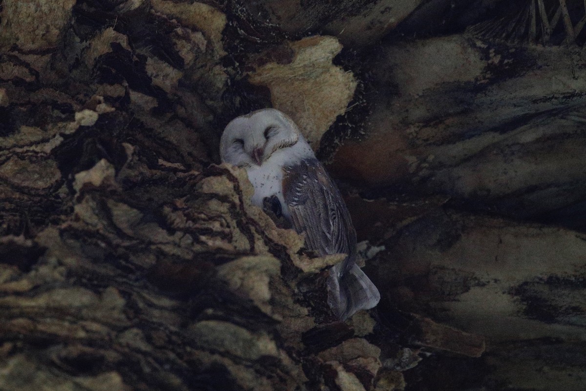 Barn Owl - ML418221331