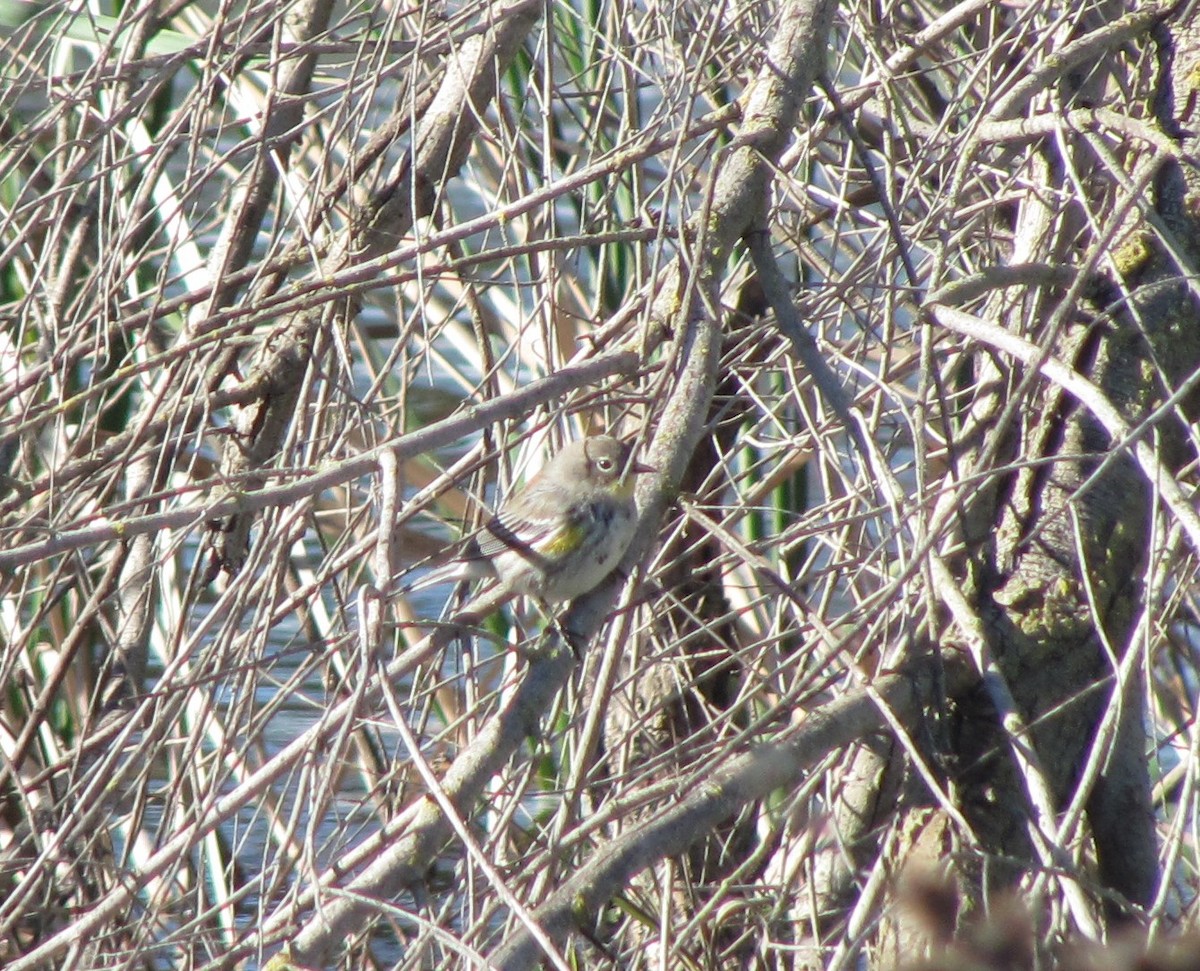 Yellow-rumped Warbler - ML41822211