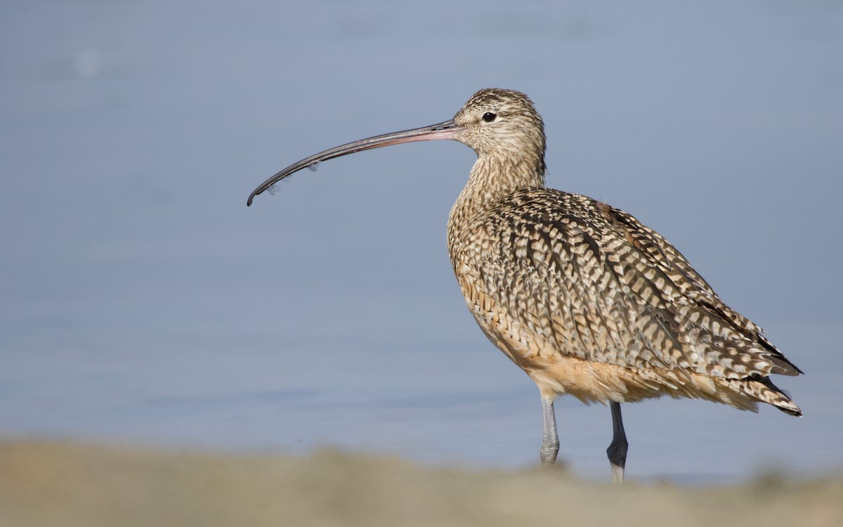 Long-billed Curlew - Will Sweet