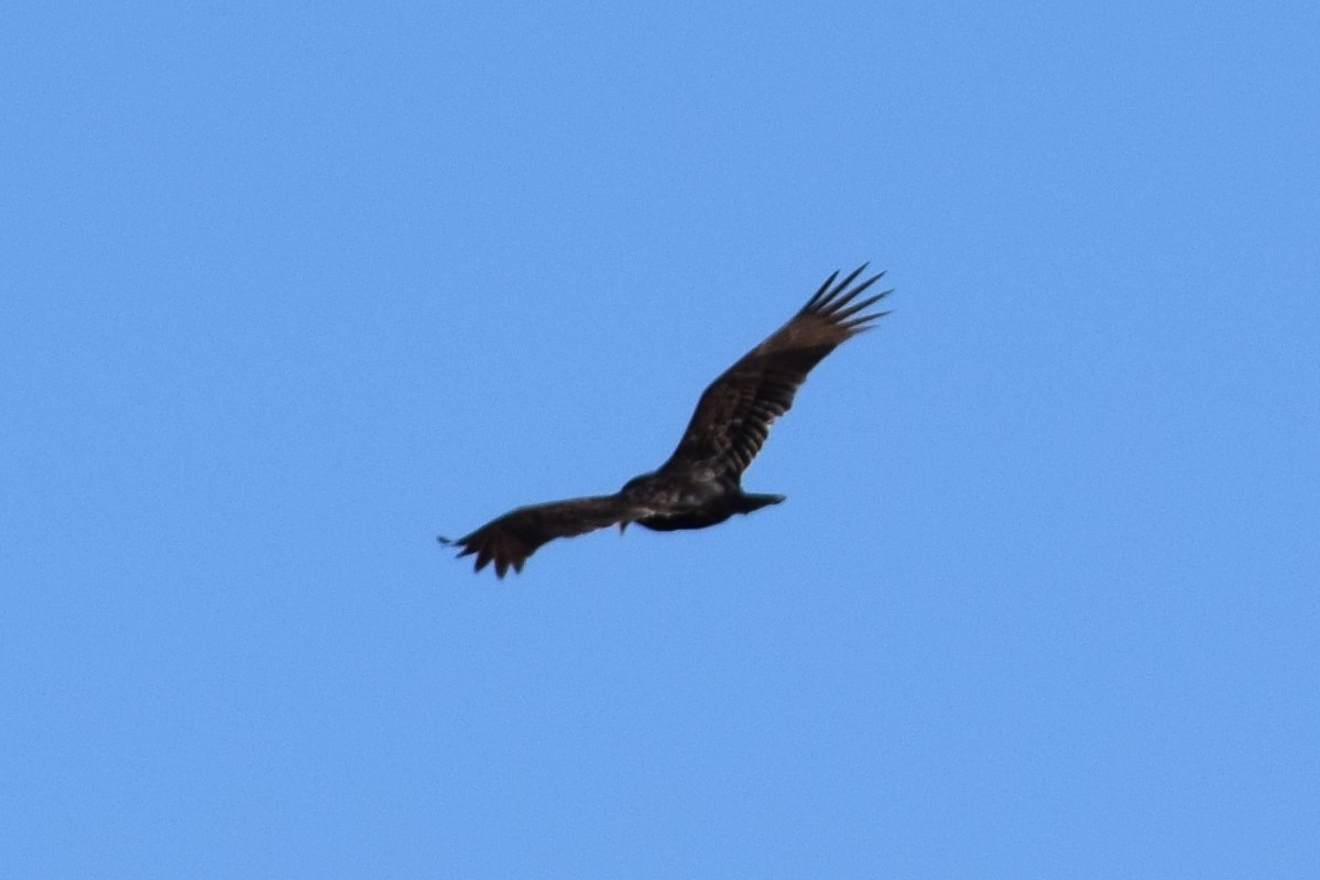 Turkey Vulture - ML418223671