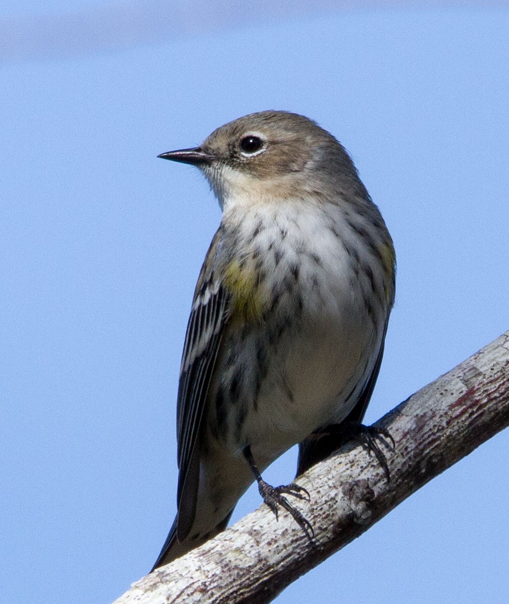 Yellow-rumped Warbler - Matthew Dell