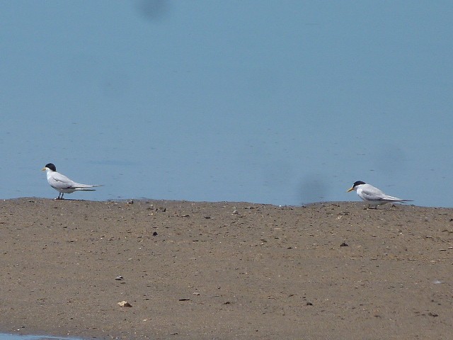 Least Tern - ML41822521