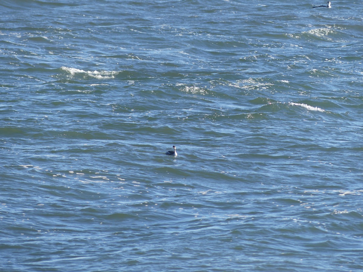 Eared Grebe - ML418226231