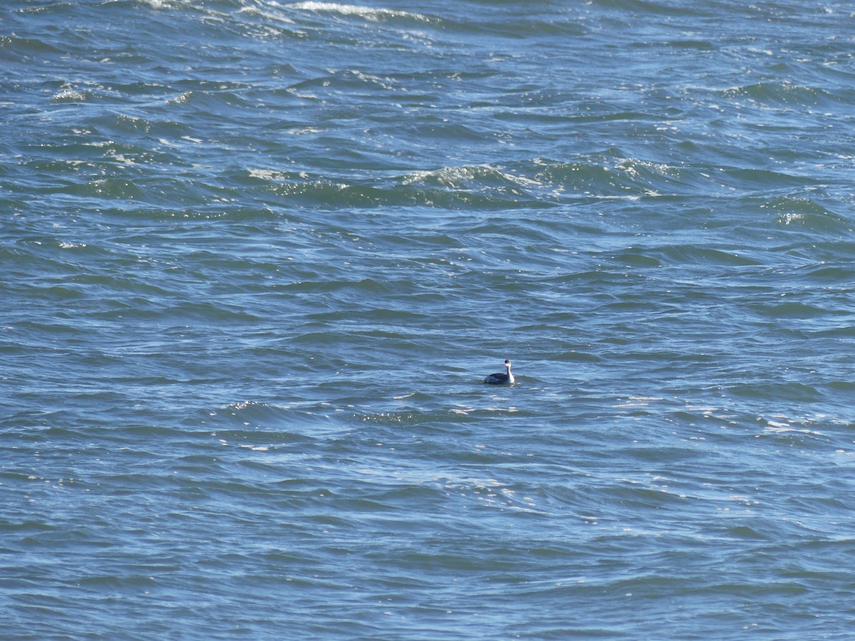 Eared Grebe - ML418226261