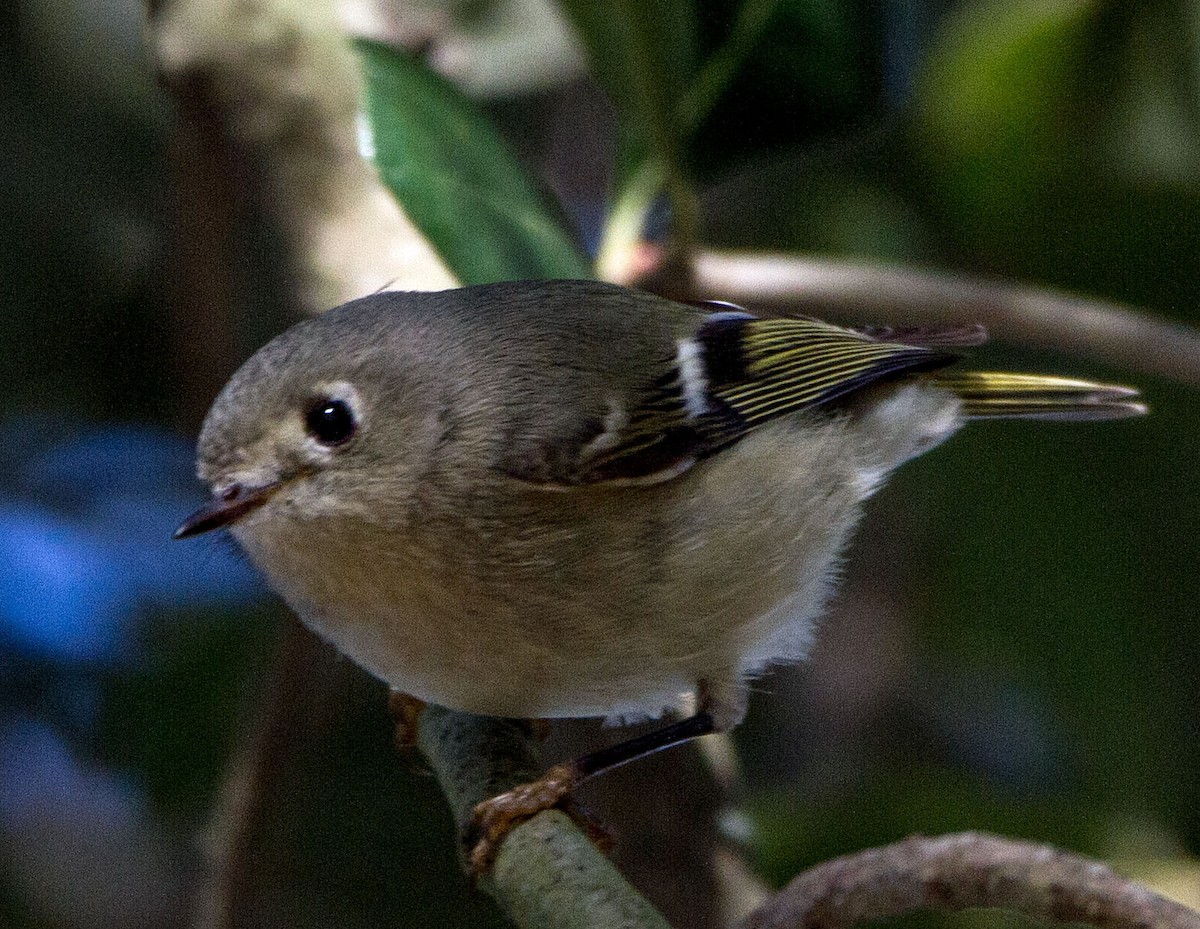 Ruby-crowned Kinglet - ML418226351