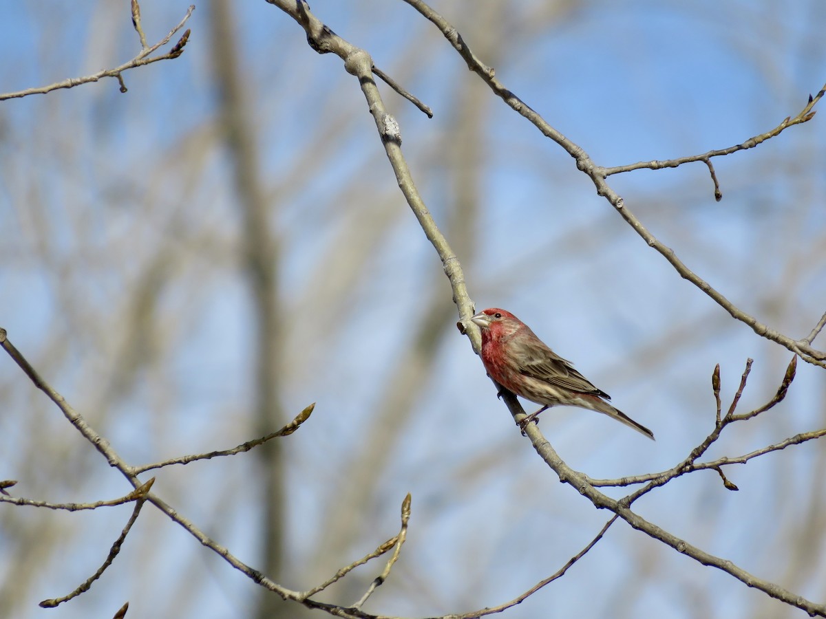 House Finch - Dan Winkler