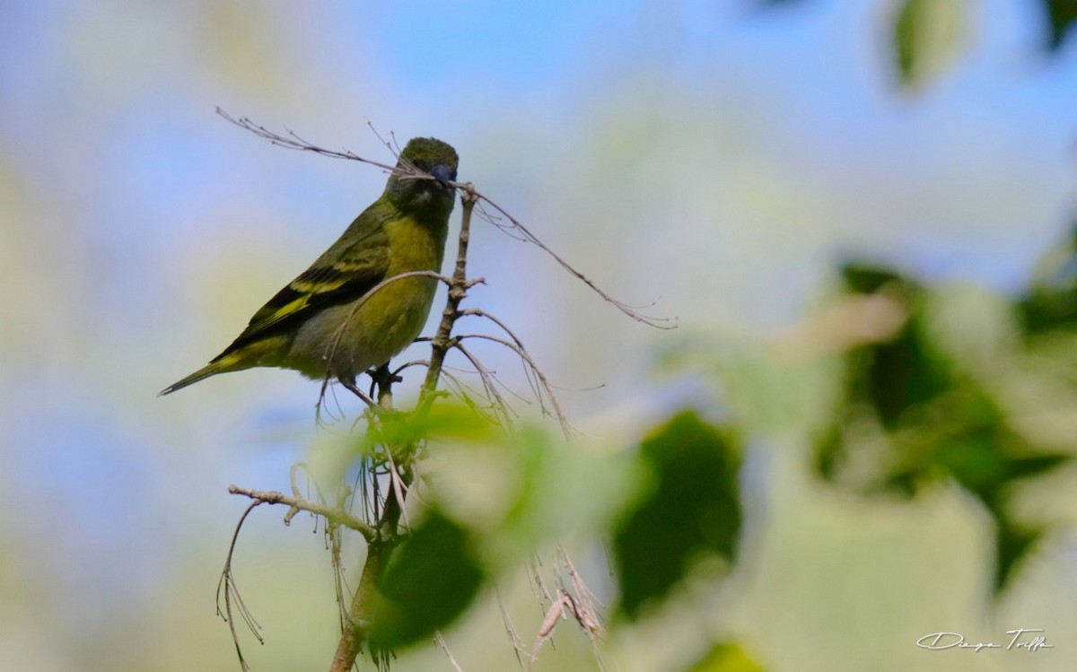 Hooded Siskin - ML418228971