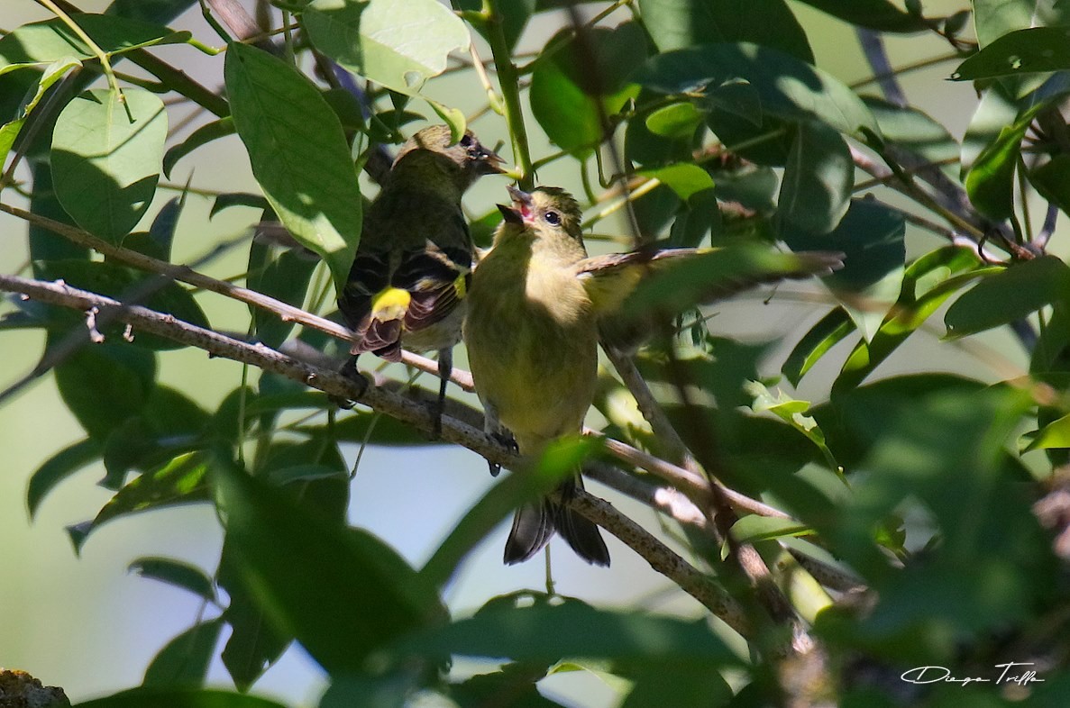 Hooded Siskin - ML418228991