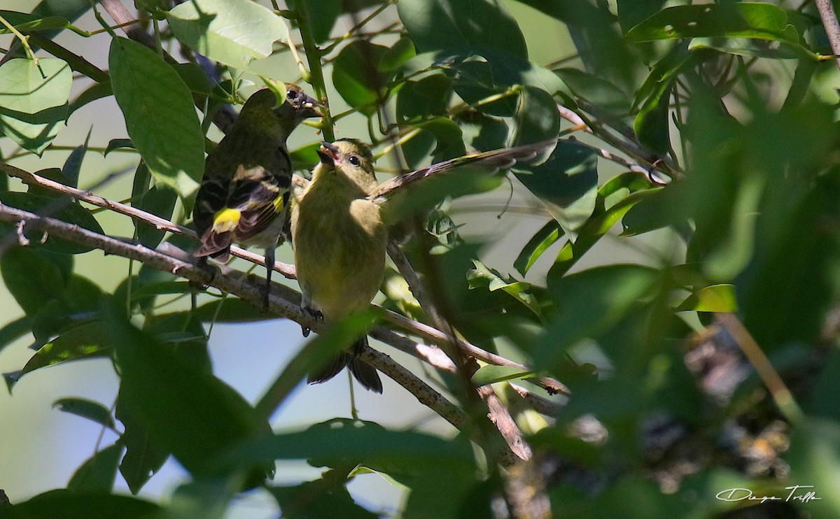 Hooded Siskin - ML418229001