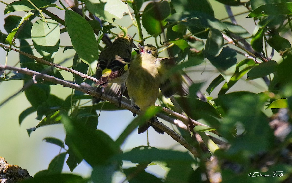 Hooded Siskin - ML418229011