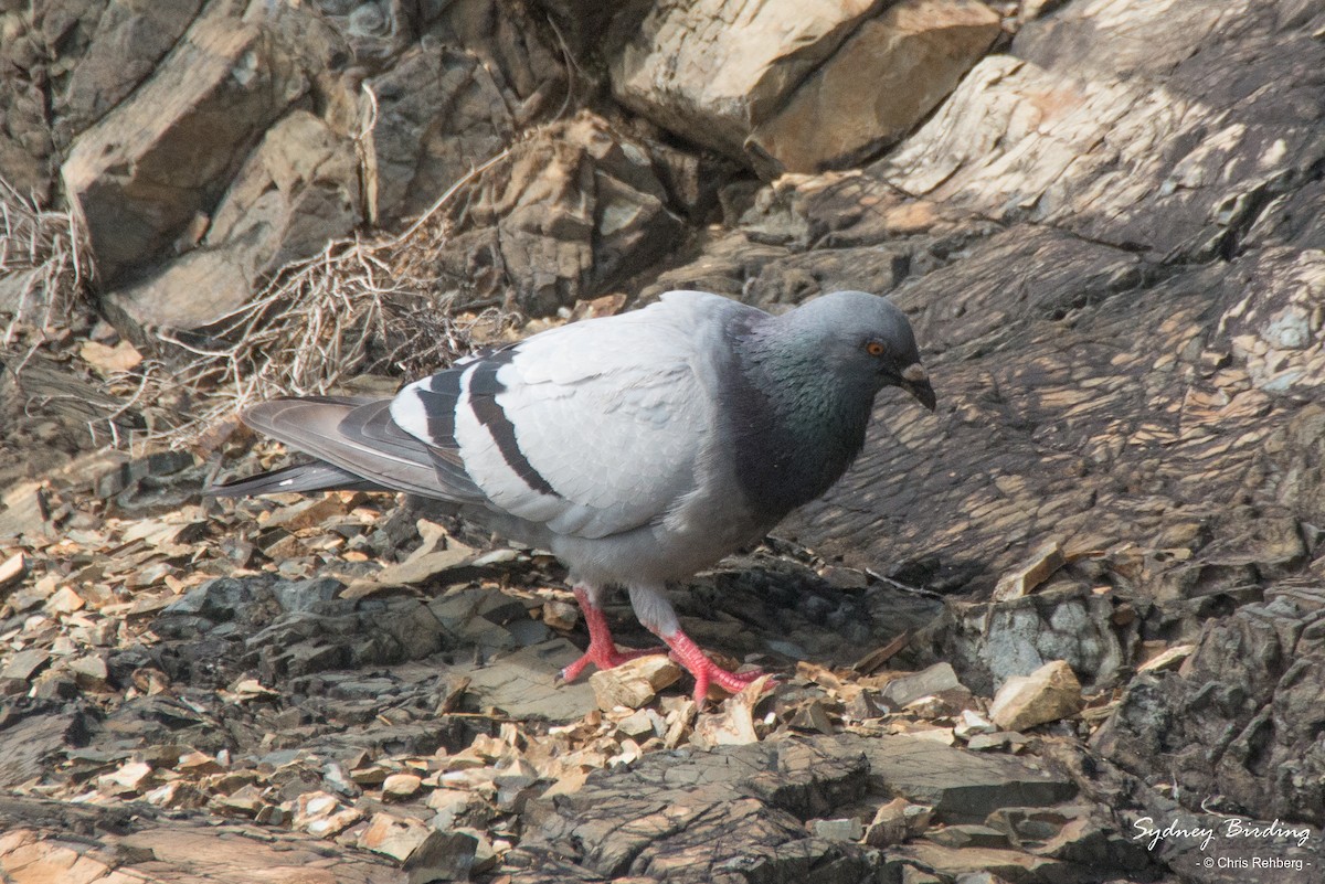 Сизый голубь (Одомашненного типа) - ML418229171