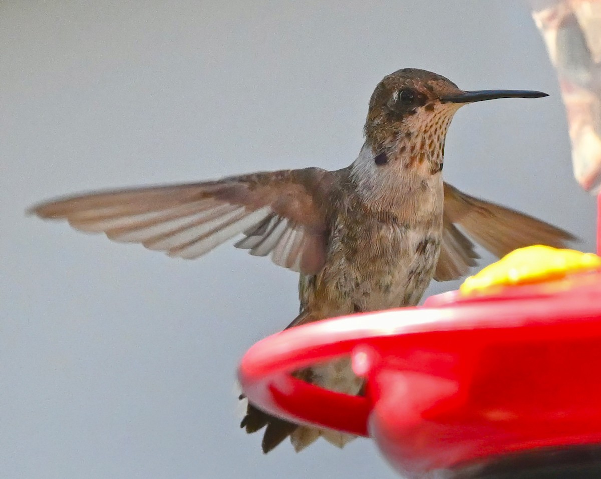 Colibri à gorge noire - ML418230261