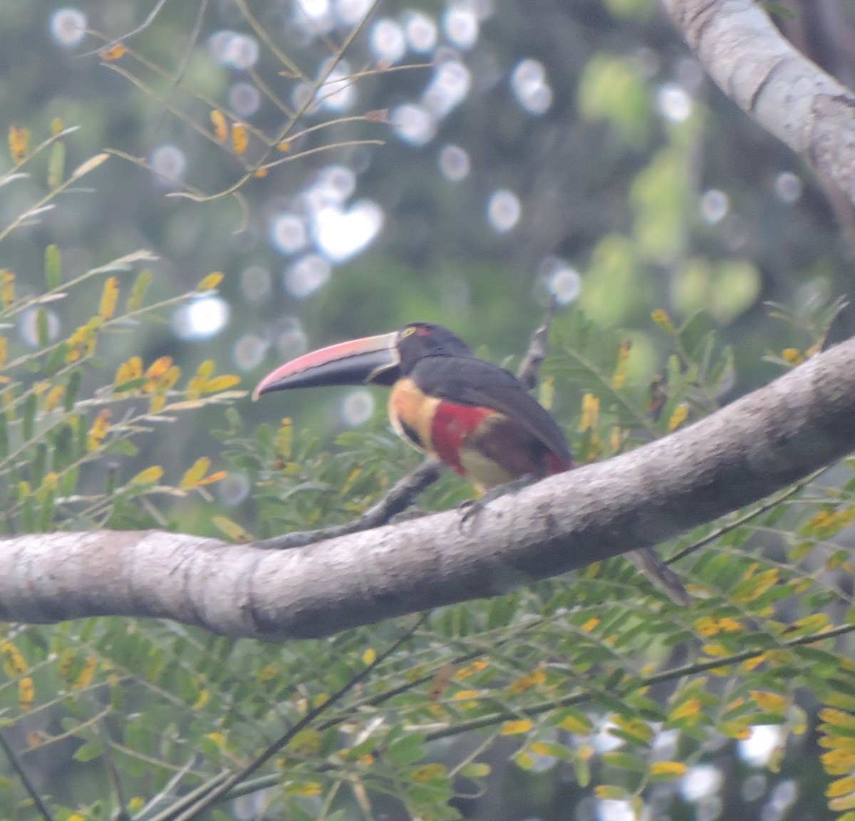 Fiery-billed Aracari - marti ikehara