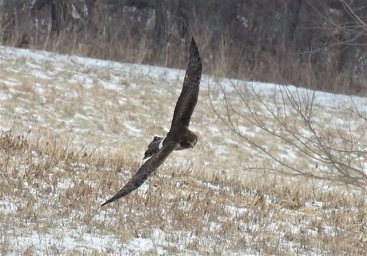 Northern Harrier - Bruce Hoover