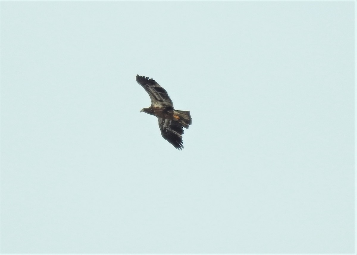 Bald Eagle - Bruce Hoover