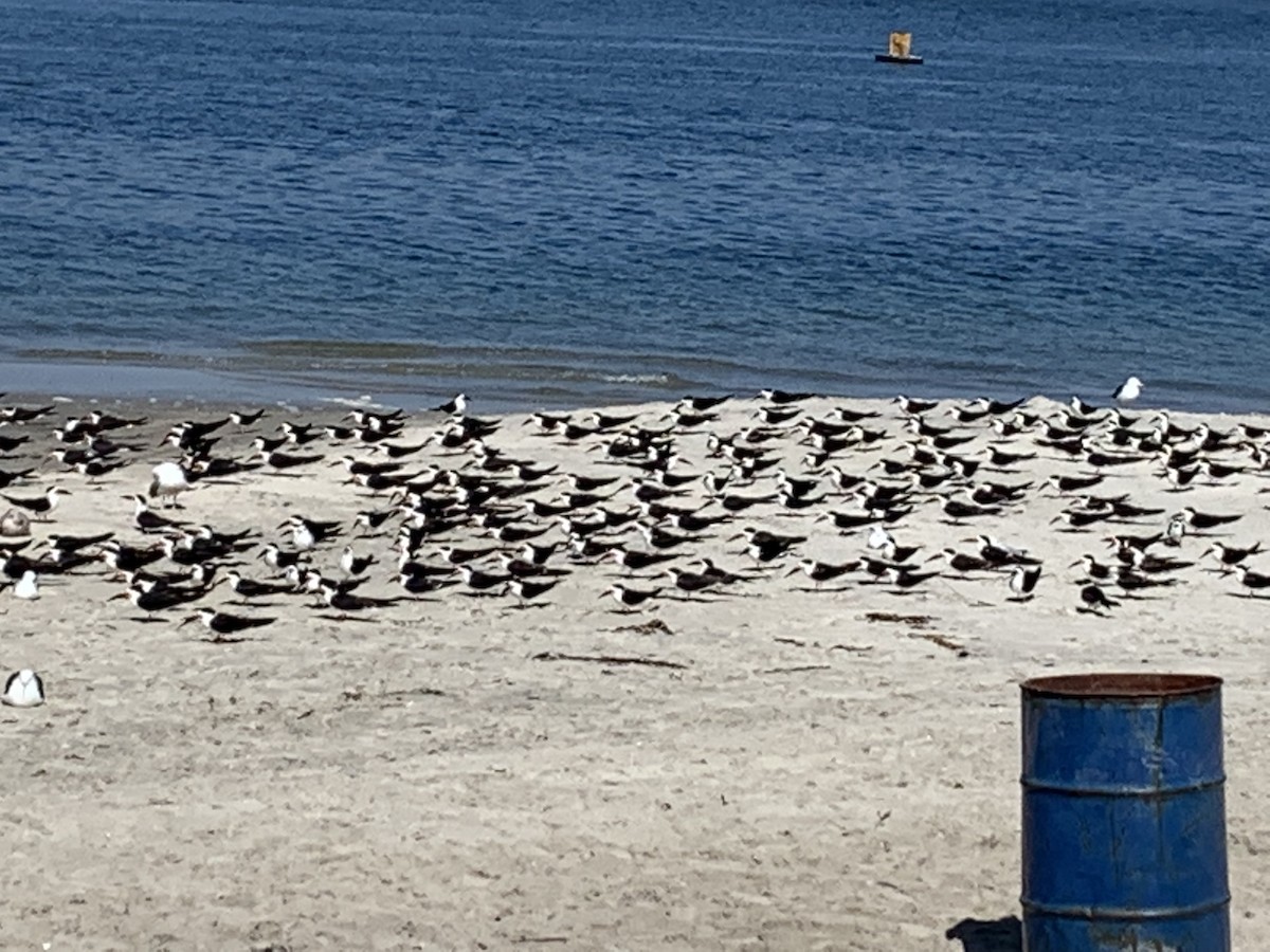 Black Skimmer - ML418232651