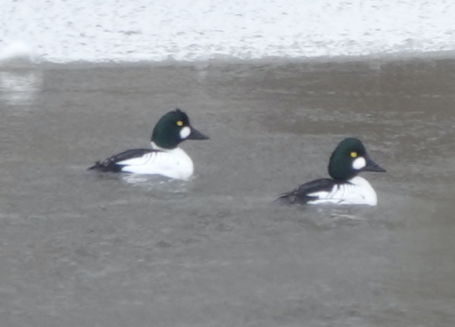 Common Goldeneye - ML418233301