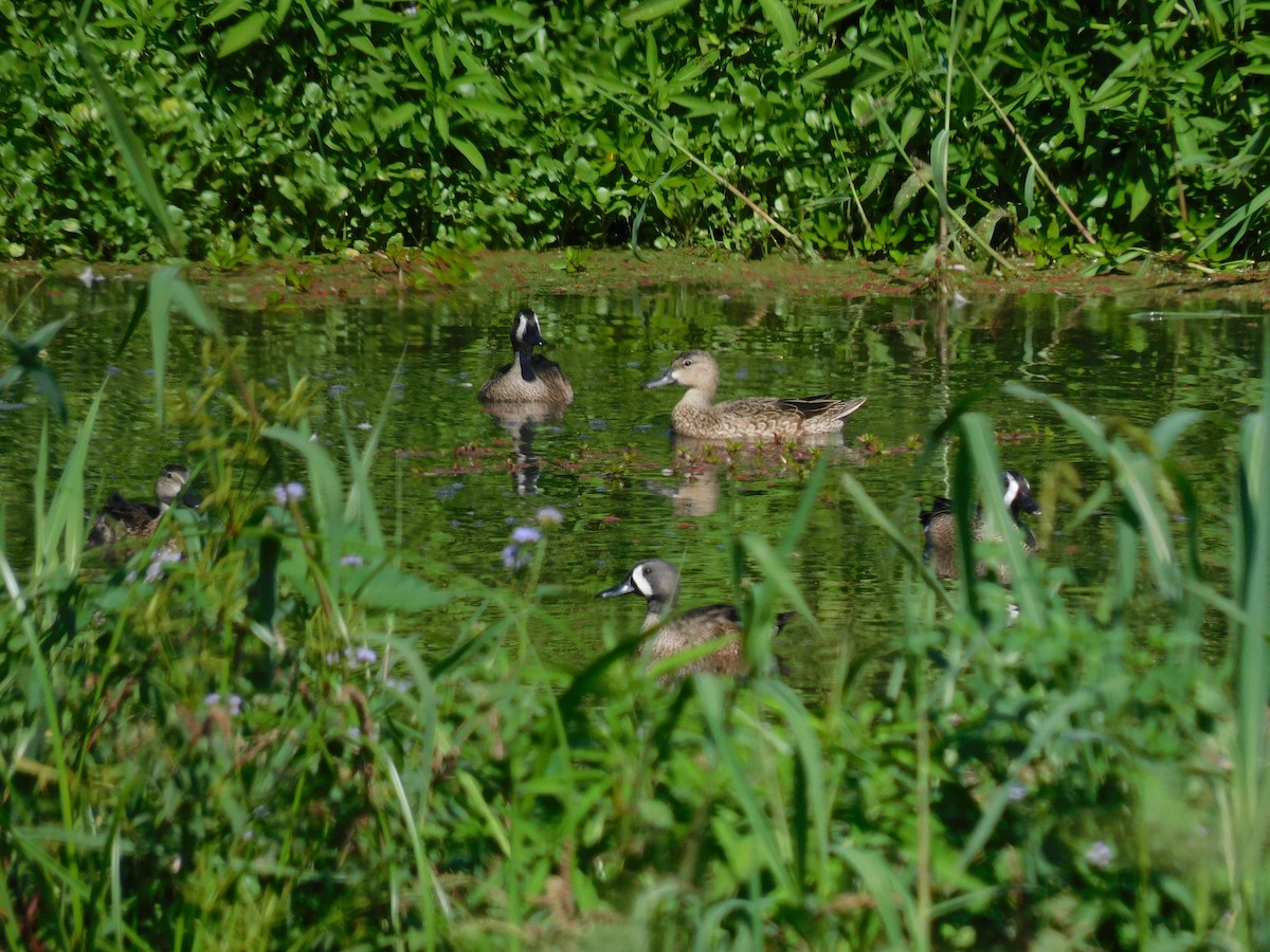 Blue-winged Teal - ML418235611