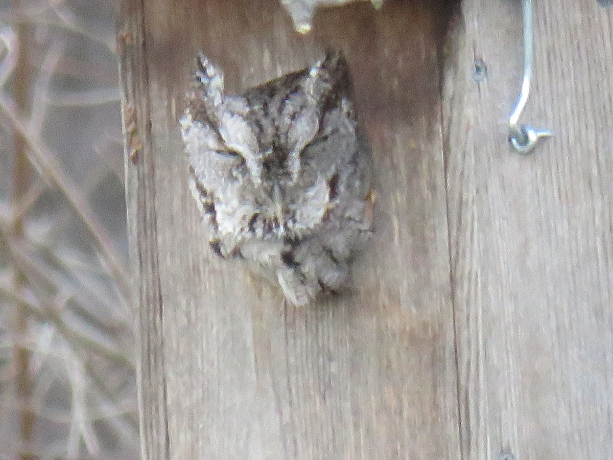 Eastern Screech-Owl - ML418236301